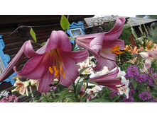 ����� ���� ��������