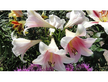 ����� ������� ����.