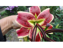 ����������