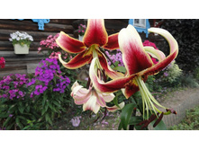 ����������