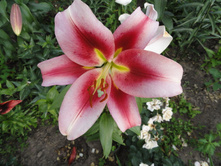 ������� �����