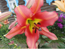 ����������