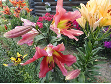 ����� ����������