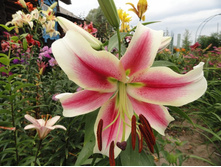 ����� ����