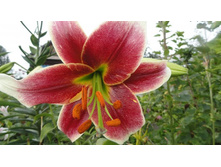 ������ ����