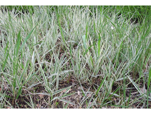 ������������ ����������*