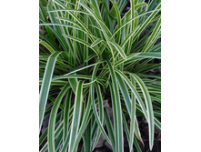 ����� ������ ��� ����*