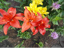 ��� ����� 