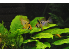 ��������������� ����� �����������