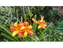  �������� �����  ���� ( Frans Hals)