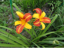 �������� �����  ���� ( Frans Hals)