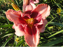 ��������  ��� ������ (Dan Mahony)