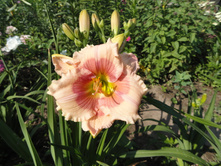 �������� ������ �����