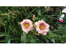 �������� ������ �����