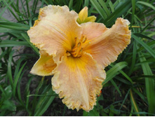 �������� ����� ����� (Darla Anita)