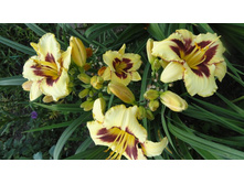 ��������  ������  ���� (Calico Jack)