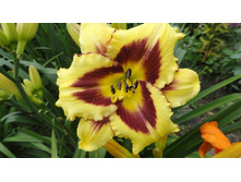 ��������  ������  ���� (Calico Jack)