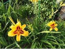 �������� ������� ( Bananza)