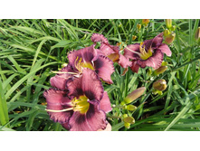 �������� ��������  ����� (Forgotten Dreams)