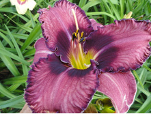 �������� ��������  ����� (Forgotten Dreams)