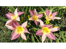 ��������  ��� �����  (Nile Craen )