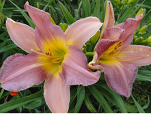 ��������  ��� �����  (Nile Craen )