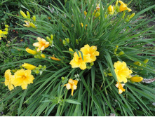 ��������  ������ �� ��� ( Stella D\\\'Oro)