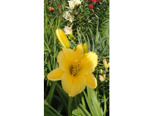 �������� ������  ������  ������ ��� 