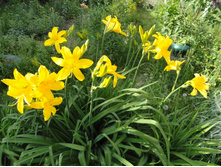 �������� ������  ������ 