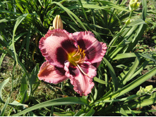 �������� ������  (Macbeth)