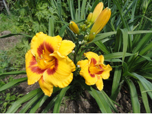 �������� ����� ��  ( Fooled Me)