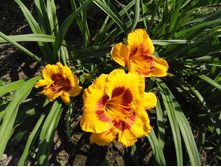 �������� ����� ��  ( Fooled Me) - 150 ���.   ����� 5-6 ���� !!!