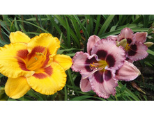 �������� ������  (Macbeth) � ����� ��