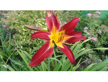 �������� �������� �����   (Crimson Pirate)