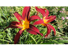 �������� �������� �����   (Crimson Pirate)