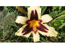 �������� ����� ������ ( Wild Horses)