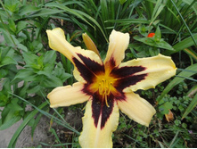 �������� ����� ������ ( Wild Horses)