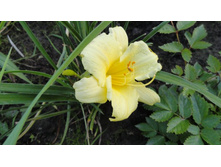 �������� ������ �� ��� ���� (Stella de Oro) 