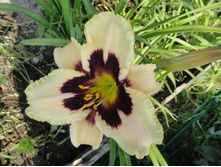 �������� ������ ��������  ( Moonlit Masquerade)