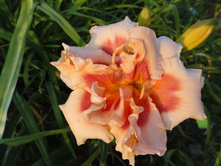 �������� ���� ������ ����� ( Forty Second Street)