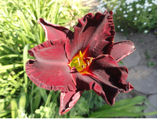 �������� ���� �����  (Night Wings)