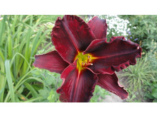 �������� ���� �����  (Night Wings)