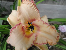 �������� �������� �����  (Ageless Beauty )