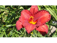 �������� ������ ����� ( Chicago Apache) 