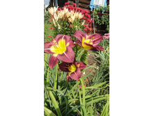 �������� ���� �����  (Night Beacon)