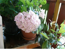 ��������+)