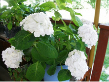 ������� �����+)