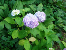 �������� �������+