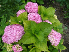 ������� (������)