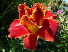 �������� ������� ���� ( Highland Lord)